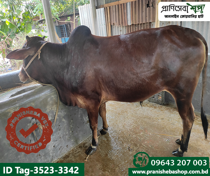 Bull Tag-3523 Uid-3342