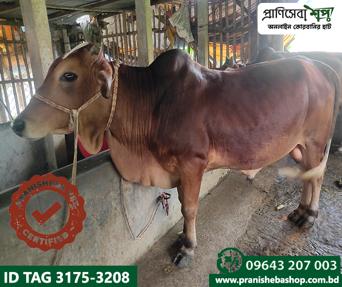 Bull Tag-3175 :Uid-3208