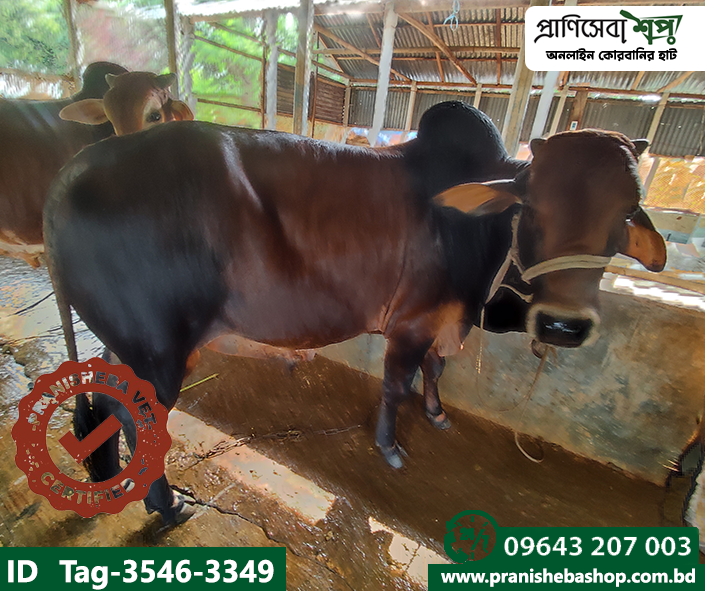 Bull Tag-3546-3349
