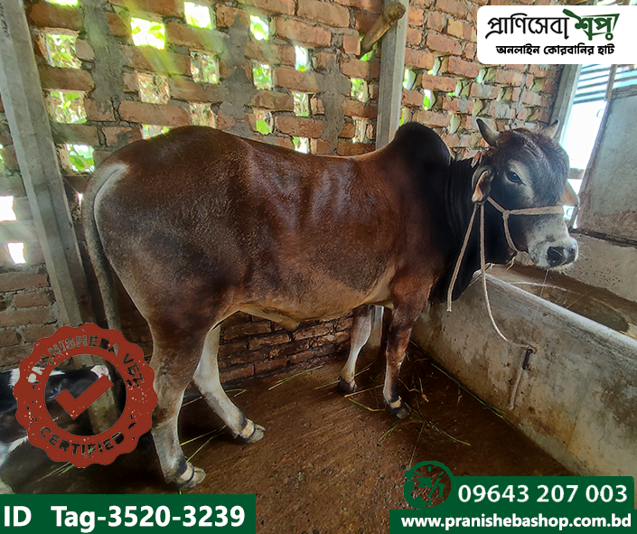 Bull Tag-3520 Uid-3239