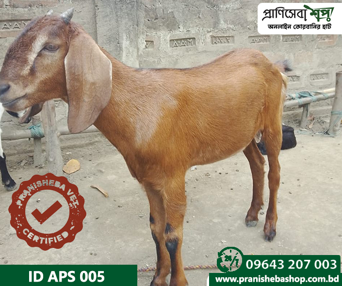 Goat APS-005