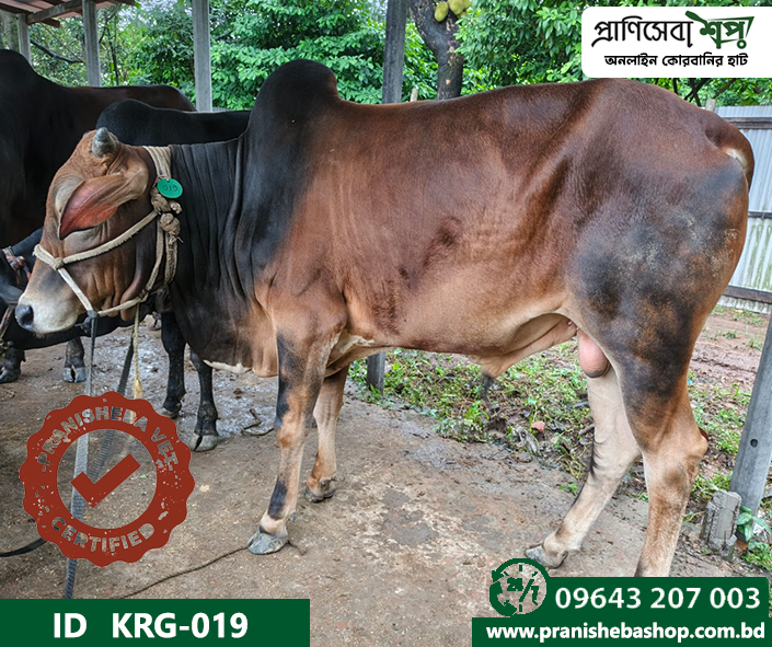 Bull KRG-0019