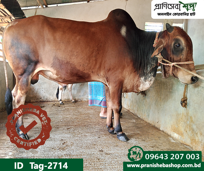 Bull Tag-2714
