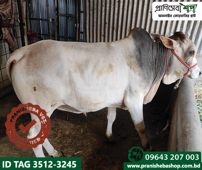 Bull Tag3512 Uid-3245