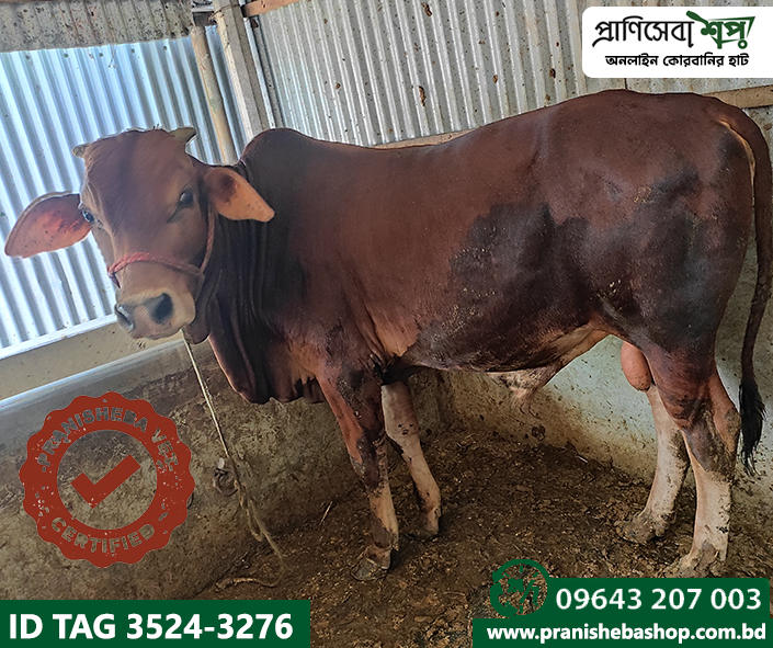 Bull Tag3524 Uid-3276