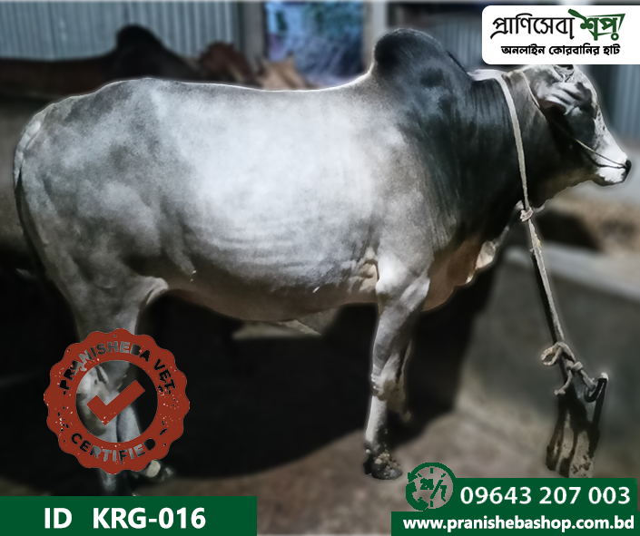 Bull KRG-0016