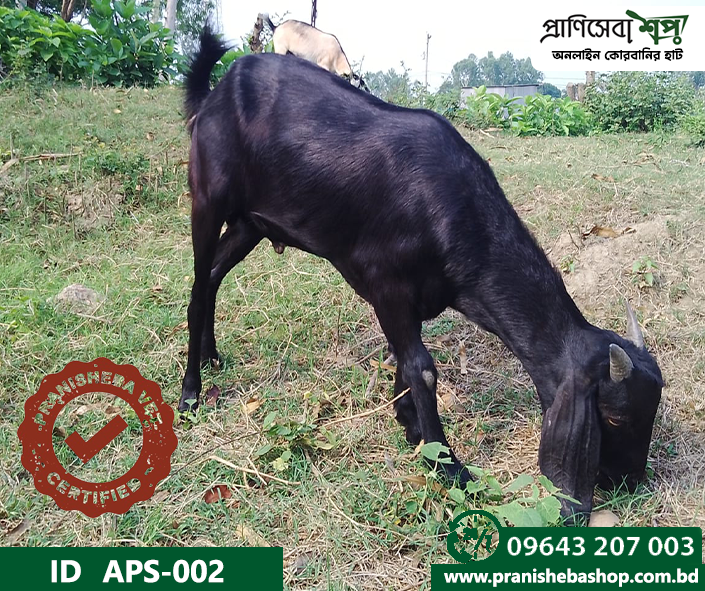 Goat APS-002