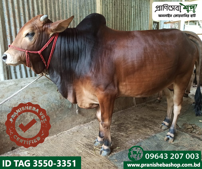 Bull Tag-3550 Uid-3351