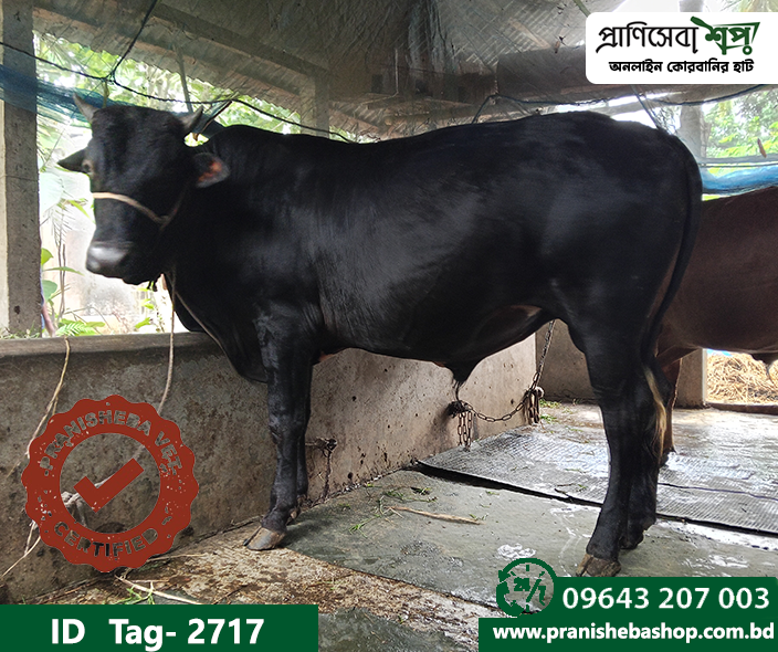 Bull Tag : 2717