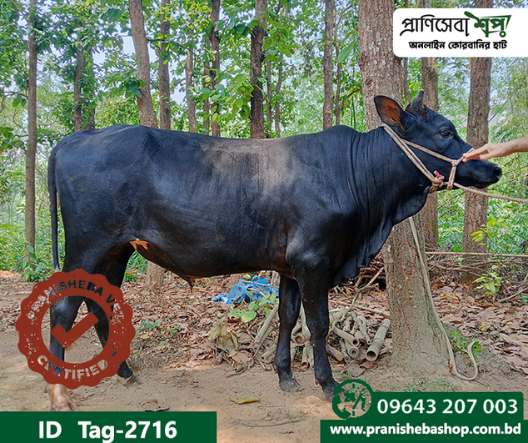 Bull Tag : 2716