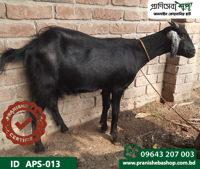 Goat APS-013