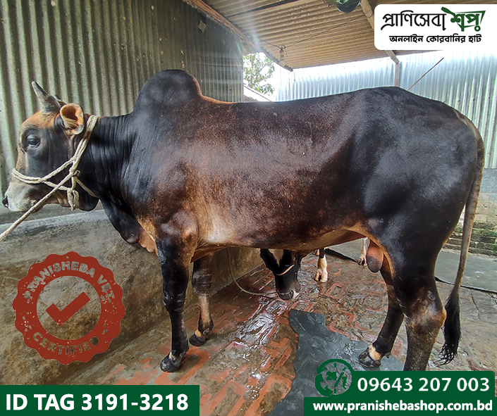 Bull Tag-3191 :Uid-3218