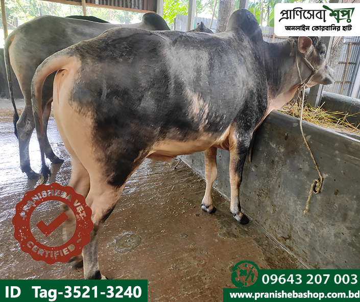 Bull Tag-3521 Uid-3240