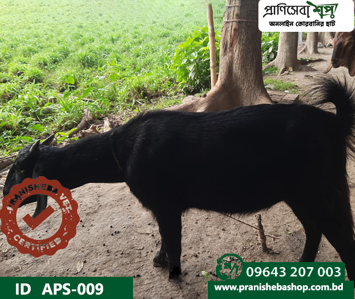Goat APS-009
