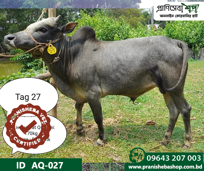 Bull AQ 027