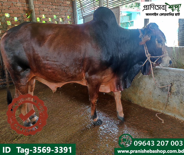 Bull Tag-3569 Uid-3391