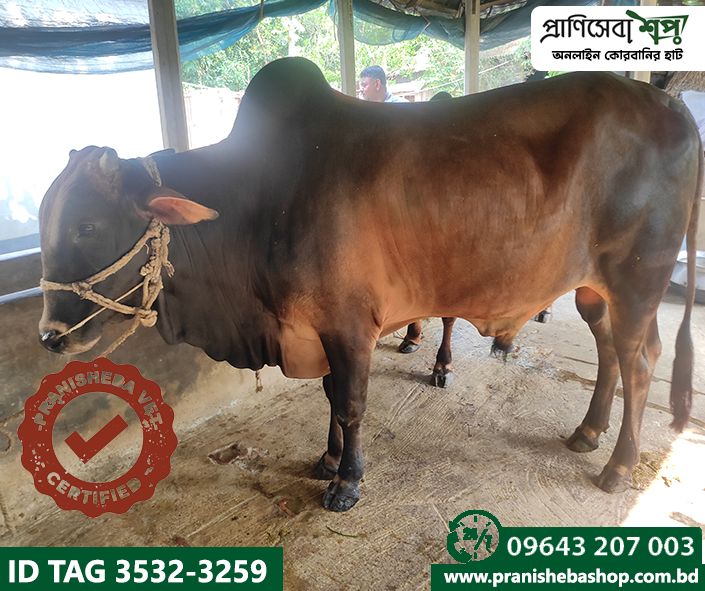 Bull Tag3532  Uid-3259