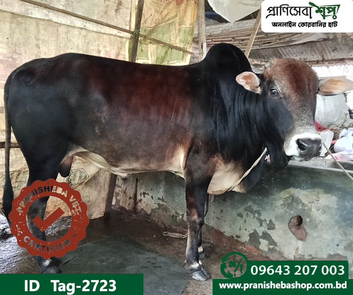 Bull Tag : 2723