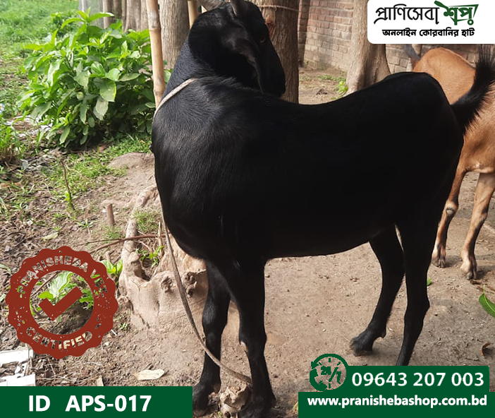 Goat APS-017