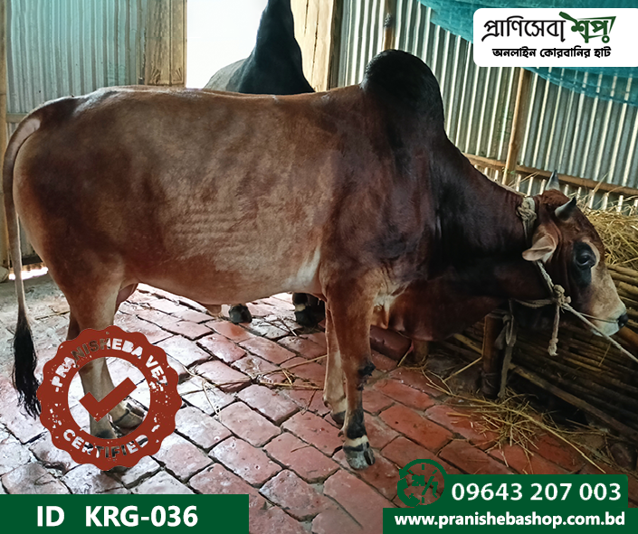 Bull KRG-0036