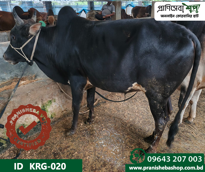 Bull KRG-0020