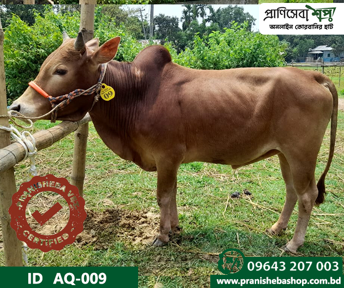 Bull AQ 009