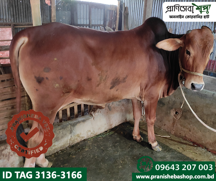 Bull Tag3136 Uid-3166