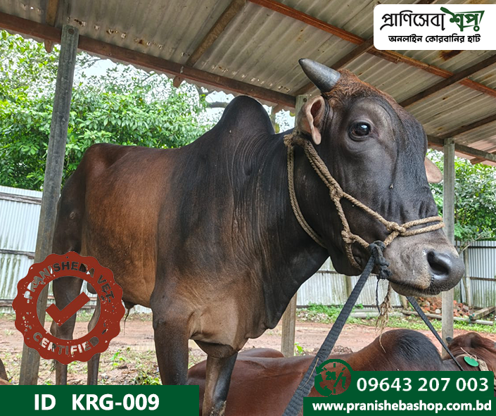 Bull KRG-009