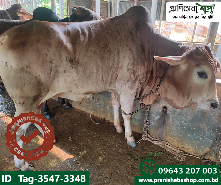Bull Tag-3547-3348