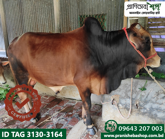 Bull Tag3130 Uid-3164
