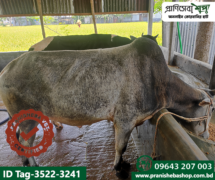 Bull Tag-3522 Uid-3241